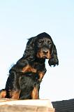 SETTER GORDON 004